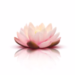 isolated flower lotus with light pink petals with reflection white background 3d vector illustration 98292 11